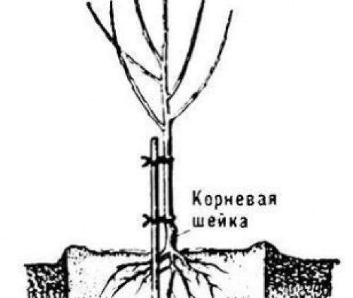 Как сажать яблони в подмосковье осенью. Особенности осенней посадки яблони 01