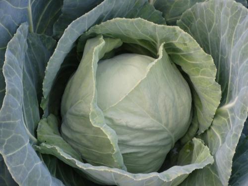 Уборка капусты по лунному календарю 2019. Когда солить и квасить капусту в октябре 2019 года по Лунному календарю