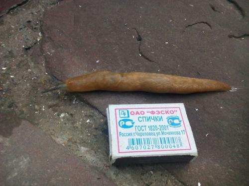 Вредны ли слизни для человека. Кто такие слизни