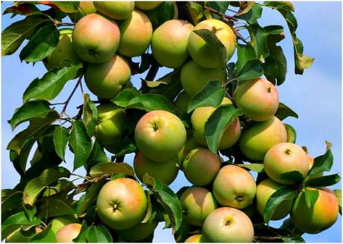 Как сушить яблоки для декора. Как сушить яблоки в домашних условиях —, как правильно сушить в духовке, микроволновке, на солнце