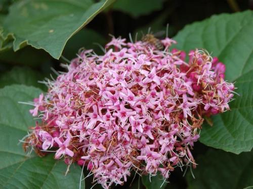 Клеродендрум инерме вариегатный. Характеристики экзотического гостя