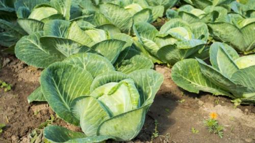 Время уборки капусты. Сроки уборки капусты в Сибири