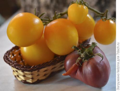 Томат Де Барао оранжевый. Де Барао оранжевый, или Золотые яйца в моей коллекции томатов