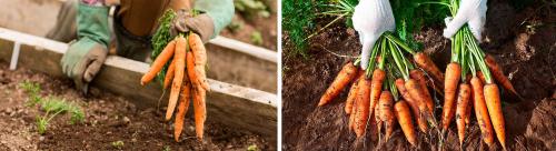 Как лучше хранить морковь на зиму. Подготовительные процедуры