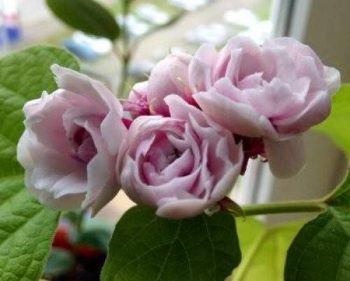 Клеродендрум инерме вариегатный. Характеристики экзотического гостя 15 Клеродендрум инерме вариегатный. Характеристики экзотического гостя 15