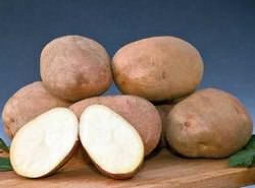 Как сажать картошку сынок. Картофель «Сынок»: характеристика и правила выращивания