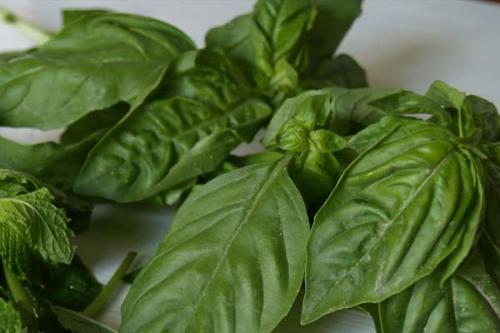 Базилик применение в салатах. Салат с помидорами и базиликом, подборка интересных рецептов