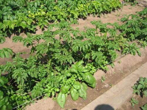 Картофель розара. Описание и характеристика картофеля сорта розара