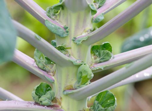 Сколько хранится вареная брюссельская капуста. Брюссельская капуста: выращивание и хранение