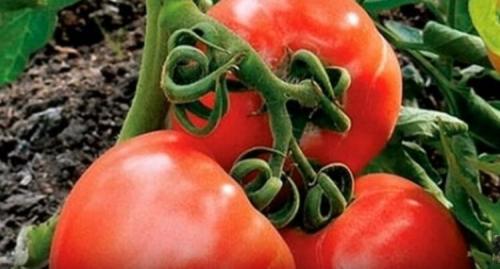 Помидоры для открытого грунта устойчивые к фитофторе. Устойчивые к фитофторе томаты, которые я подобрал для посадки на следующий год.