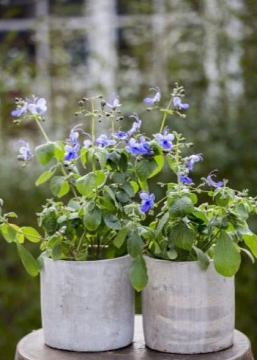 Клеродендрум инерме вариегатный. Характеристики экзотического гостя 13 Клеродендрум инерме вариегатный. Характеристики экзотического гостя 13