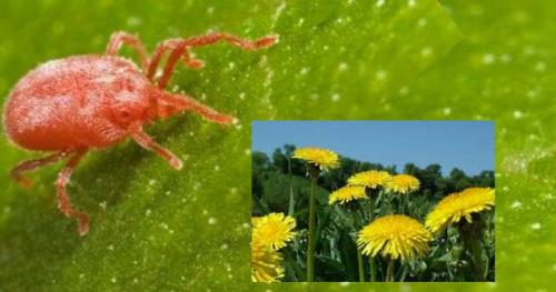 Марганцовка от паутинного клеща. Как избавиться от паутинного клеща: советы и рекомендации