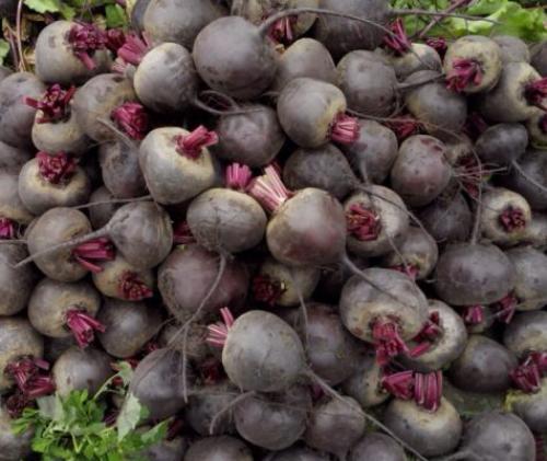 Свекла семена лучшие сорта для урала. Как выбрать сорт свёклы для конкретного региона