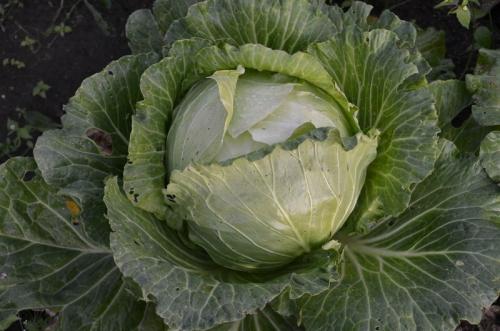 Когда убирать капусту в Сибири. Когда убирать капусту с грядке на хранение