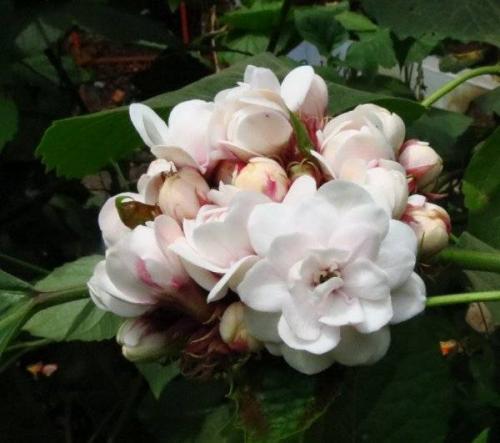 Клеродендрум инерме вариегатный. Характеристики экзотического гостя 19 Клеродендрум инерме вариегатный. Характеристики экзотического гостя 19