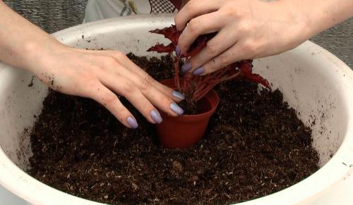 Бегония ампельная: посадка и уход в домашних условиях