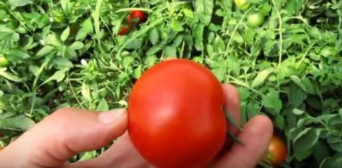 Помидоры для открытого грунта устойчивые к фитофторе. Устойчивые к фитофторе томаты, которые я подобрал для посадки на следующий год.