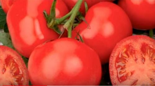 Помидоры для открытого грунта устойчивые к фитофторе. Устойчивые к фитофторе томаты, которые я подобрал для посадки на следующий год.