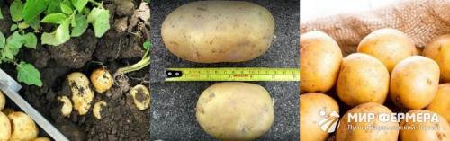 Гала картофель характеристика. Сорт картофеля Гала: фото и описание