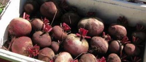 Петрушка листовая хранение. Сохранить петрушку и другую зелень на зиму свежей – просто