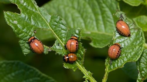Как сажать картошку сынок. Картофель «Сынок»: характеристика и правила выращивания