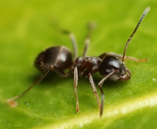 Что делают зимой муравьи. Как и где зимуют муравьи? 04