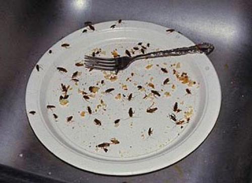 Что переносят тараканы. Чем опасны тараканы для человека: какие болезни они переносят?