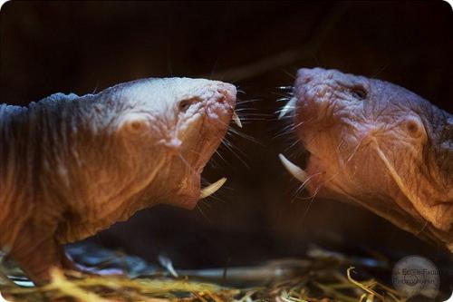 Землеройка лысая. Голый землекоп