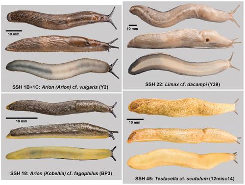 Вредны ли слизни для человека. Кто такие слизни