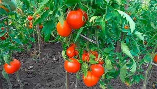 Семена Де Барао. Помидоры “Де Барао” – сорт томатов, который не подведет
