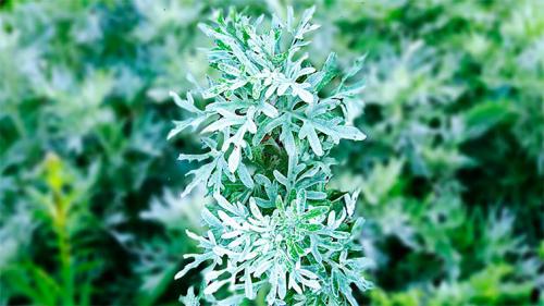 Эфирные масла против блох. Как эфирное масло помогает от блох