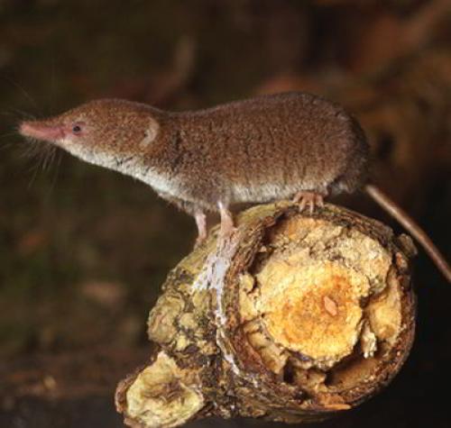 Какие следы оставляет землеройка. Землеройки