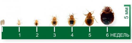 Клопы домашние откуда берутся. Как обнаружить в квартире клопа: признаки насекомого и его описание