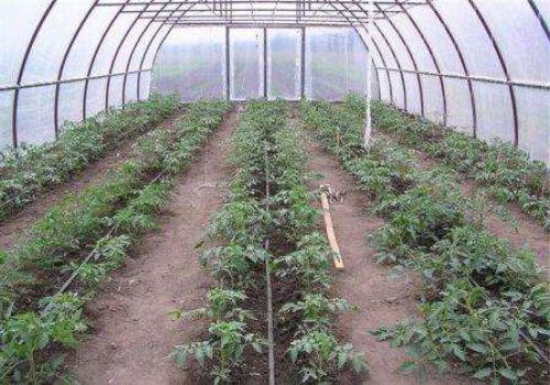 Как правильно посадить помидоры в теплице из поликарбоната. Подготовка семян к высаживанию 06