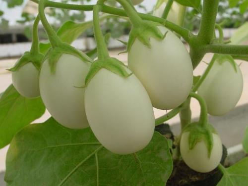 Баклажан Ажур F1. Сорта баклажан без семян внутри