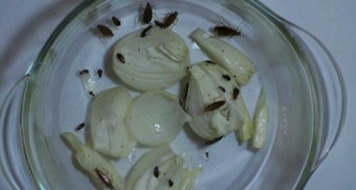 Как избавиться от тараканов в квартире навсегда народными средствами. Народные средства против прусаков 07