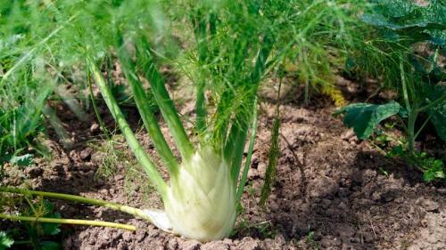 Фенхель вкус. Что такое фенхель? Луковица фенхеля в сравнении с семенами фенхеля