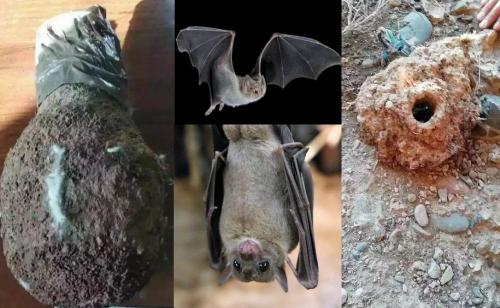 Для чего используют гнездо летучей мыши. НОВЫЙ БИЗНЕС: 5 ТЫСЯЧ ДОЛЛАРОВ ЗА КАЖДОЕ ГНЕЗДО ЛЕТУЧИХ МЫШЕЙ