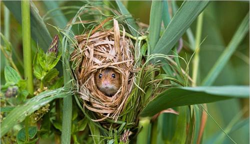 Чем питаются мыши в доме. Что едят мыши и чем питаются в домашних условиях