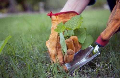 Как сажать картошку сынок. Картофель «Сынок»: характеристика и правила выращивания