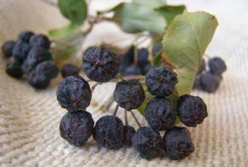 Как сушить яблоки в духовке электрической плиты. Сушим яблоки в духовке 04