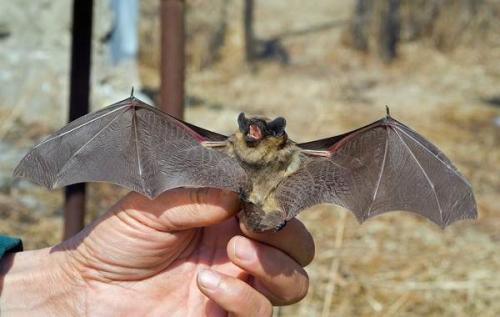 Как найти гнездо летучей мыши. Описание и особенности