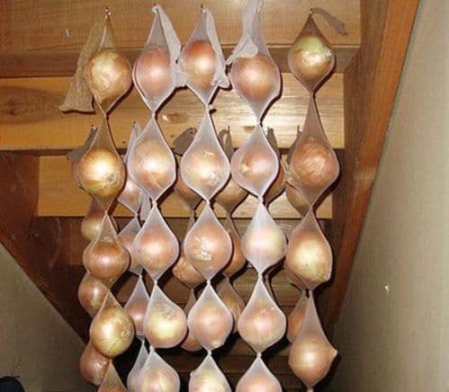 Какую температуру выдерживает лук при хранении. Подготовка лука к длительному хранению