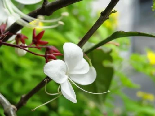 Клеродендрум инерме вариегатный. Характеристики экзотического гостя