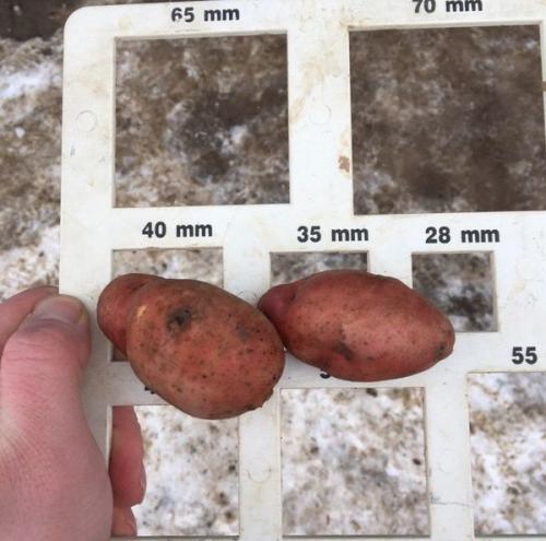 Картофель розара. Описание и характеристика картофеля сорта розара