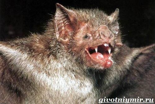 Летучие мыши где живут. Особенности и среда обитания летучей мыши