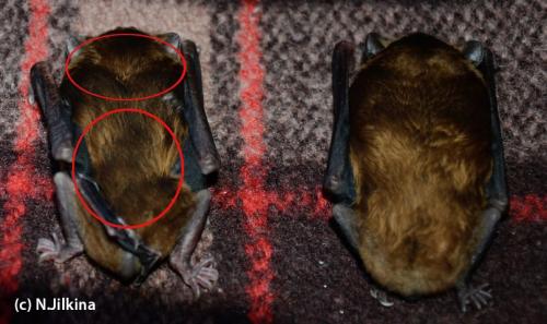 Как зимуют летучие мыши в россии. В каком случае следует начинать кормление?