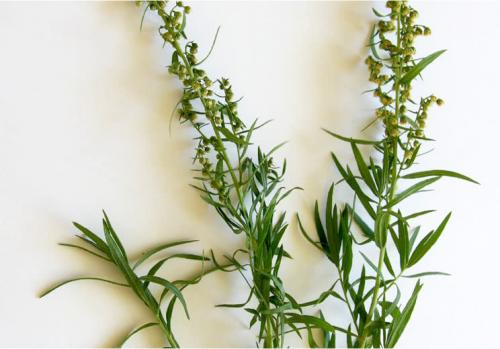 Трава эстрагон для женщин. Описание