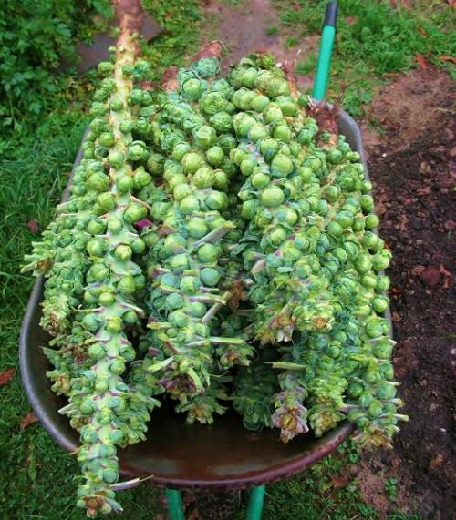 Как хранить брюссельскую капусту на зиму. Как сохранить брюссельскую капусту на зиму 07 Как хранить брюссельскую капусту на зиму. Как сохранить брюссельскую капусту на зиму 07