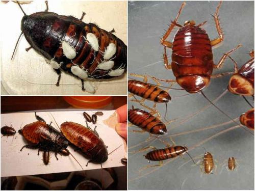 Как размножаются тараканы в квартире. Цикл размножения домашних тараканов